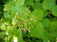 Viburnum rafinesqueanum
