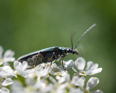 Oedemera