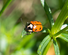 Cryptocephalus octopunctatus
