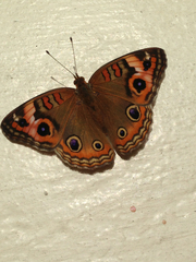 Junonia zonalis