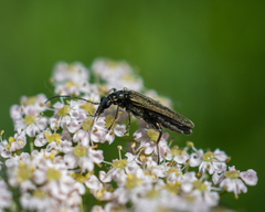 Oedemera