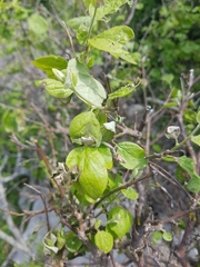 Styrax officinalis