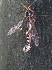Tanyptera atrata
