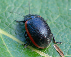 Chrysolina sanguinolenta