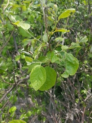 Styrax officinalis