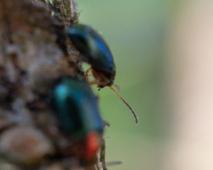 Crepidodera aurata