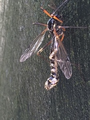 Tanyptera atrata