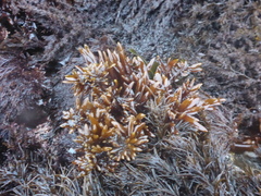 Ahnfeltiopsis linearis