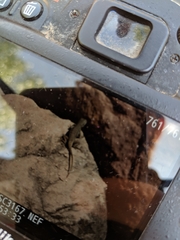 Sceloporus tristichus