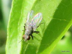 Diptera