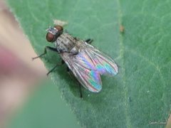 Diptera