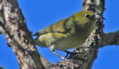 Chlorodrepanis stejnegeri
