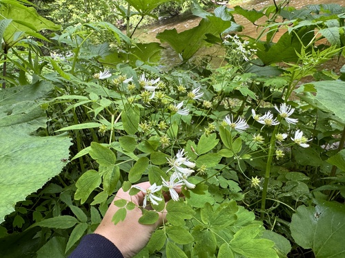Thalictrum sachalinense iNat (2)
