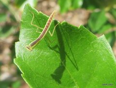 Orthodera ministralis