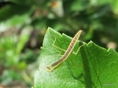 Orthodera ministralis