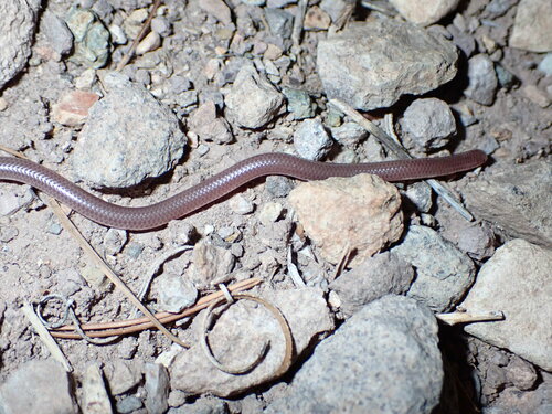 Trans-Pecos Blindsnake
