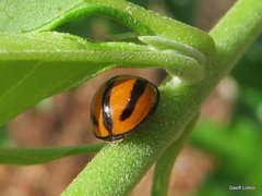 Coccinellini