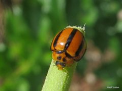Coccinellini