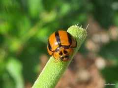 Coccinellini