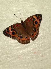 Junonia zonalis