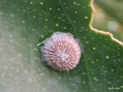 Insecta
