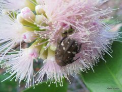 Glycyphana stolata