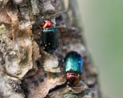 Crepidodera aurata