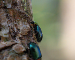Crepidodera aurata