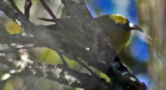 Chlorodrepanis stejnegeri