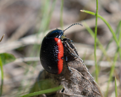 Chrysolina sanguinolenta