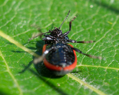 Chrysolina sanguinolenta
