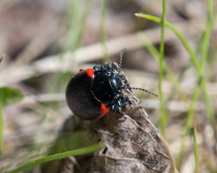 Chrysolina sanguinolenta