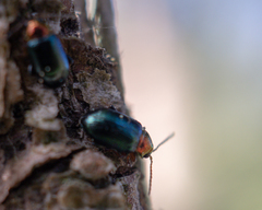 Crepidodera aurata