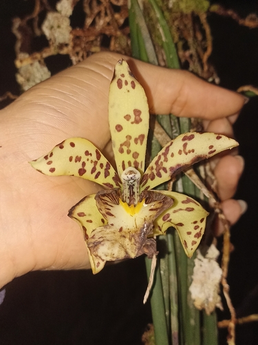 Bifrenaria steelei (Hook.) Meneguzzo & M.W.Chase 4