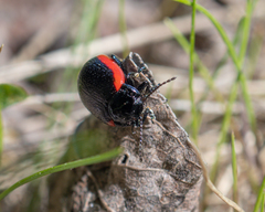 Chrysolina sanguinolenta