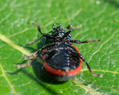 Chrysolina sanguinolenta