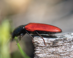 Ampedus