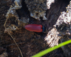Ampedus
