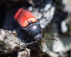 Ampedus