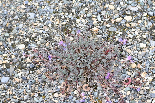 Image of Astragalus nutzotinensis by (c) Syd Cannings, some rights reserved (CC BY)