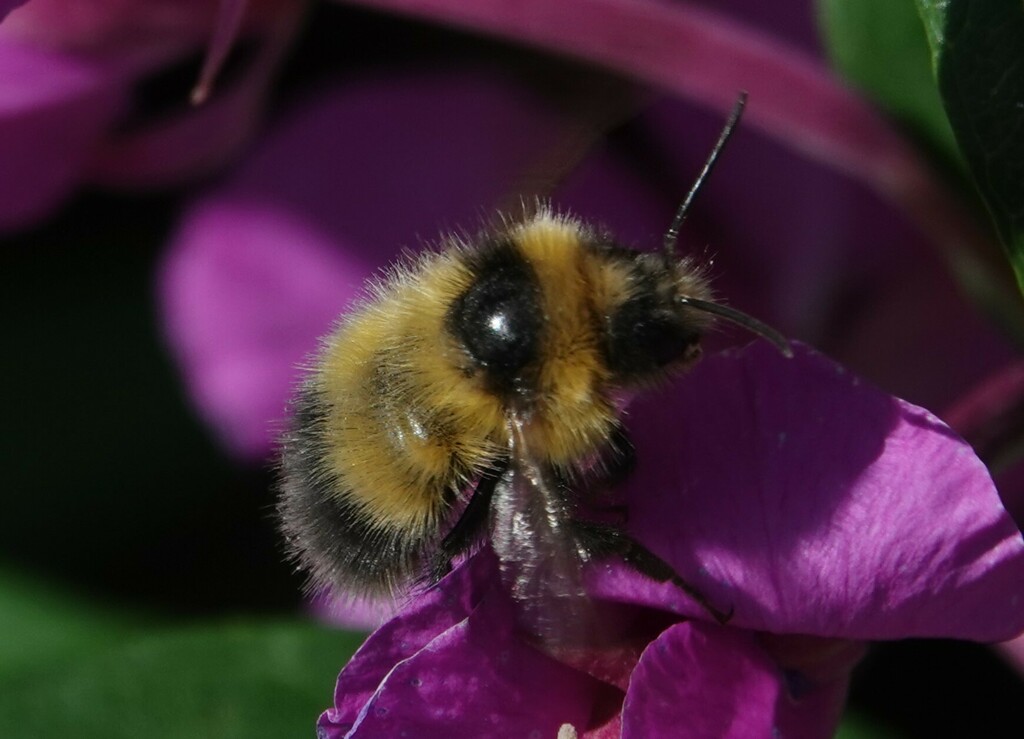 Heath Bumble Bee from Denali Borough, AK, USA on July 15, 2024 at 03:43 ...