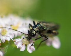 Oedemera