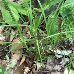 Carex debilis rudgei