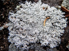 Stereocaulon saxatile