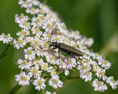 Oedemera