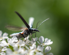 Oedemera