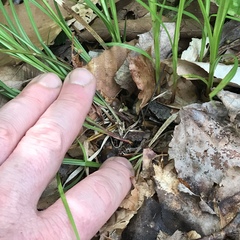 Carex debilis rudgei