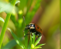 Cryptocephalus octopunctatus