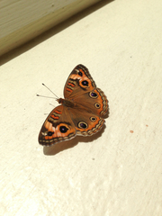 Junonia zonalis
