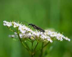 Oedemera